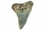 Fossil Broad-Toothed Mako Shark Tooth - North Carolina #272991-1